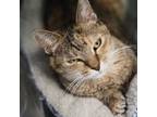 Adopt Joy a Brown or Chocolate Domestic Shorthair / Mixed cat in Carroll