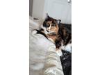 Adopt Talina a Domestic Medium Hair