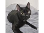 Adopt Midnight a Domestic Short Hair