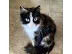 Adopt Francesca a Domestic Long Hair