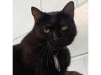 Adopt Licorice a All Black Domestic Shorthair / Mixed cat in Leesburg
