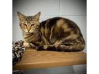 Adopt Taz a Gray or Blue Domestic Shorthair / Mixed cat in Leesburg