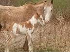 Mare and stud colt