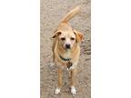 Adopt Pickett a Jack Russell Terrier, Mixed Breed