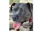 Adopt Sable a Gray/Silver/Salt & Pepper - with White American Pit Bull Terrier /