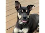 Adopt Kate a German Shepherd Dog, Mixed Breed