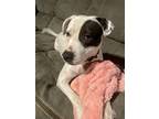 Adopt Piglet **COURTESY POST** a White - with Gray or Silver Pit Bull Terrier /