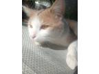 Adopt Peaches **COURTESY POST** a Orange or Red (Mostly) Domestic Shorthair