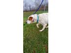 Adopt GYPSY (8Y 50 LBS) a White - with Brown or Chocolate Coonhound / Mixed dog