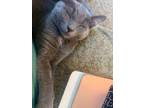 Adopt MALONE a Domestic Shorthair cat in Calimesa, CA (36214363)