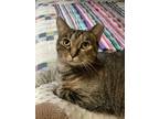 Adopt Penny a Brown Tabby Domestic Shorthair (short coat) cat in Hixson