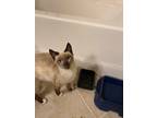 Adopt Pearl a Siamese (short coat) cat in Calimesa, CA (36343812)