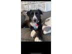 Adopt Nova a Border Collie, Mixed Breed