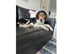 Adopt Poppy a Treeing Walker Coonhound