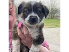 Adopt Sequoia a Australian Shepherd, Australian Cattle Dog / Blue Heeler