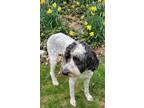 Adopt Oreo a Standard Poodle, Great Pyrenees