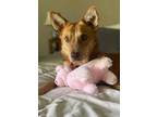 Adopt Addison a Australian Cattle Dog / Blue Heeler, Australian Kelpie