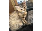 Adopt Casey a Brown Tabby American Shorthair / Mixed (short coat) cat in Dallas