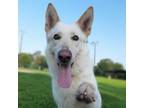 Adopt Nena a German Shepherd Dog