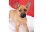 Adopt Maya a German Shepherd Dog, Mixed Breed