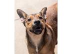 Adopt Mila a German Shepherd Dog, Mixed Breed