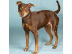 Adopt Aaliyah a Doberman Pinscher