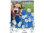 Adopt Candy a Boxer, Pit Bull Terrier