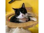 Adopt Dorothea a All Black Domestic Shorthair / Mixed cat in Howard Beach