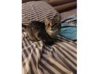 Adopt Callie a Tabby, Domestic Short Hair