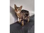 Adopt Joanna a Tabby, Domestic Short Hair