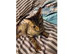 Adopt Tizzy a Tabby, Domestic Short Hair