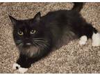 Adopt RAVEN a Domestic Longhair / Mixed (long coat) cat in Calimesa
