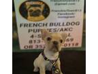 French Bulldog Puppy for sale in New Port Richey, FL, USA