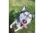 Adopt Luna a Black - with White Siberian Husky / Mixed dog in Commerce