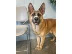Adopt NASH (1Y 53 LBS) a Tan/Yellow/Fawn Akita / German Shepherd Dog / Mixed dog