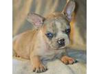 French Bulldog Puppy for sale in Graham, WA, USA