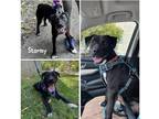 Adopt Storm a Black American Pit Bull Terrier / Mixed dog in Crawfordsville
