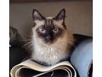 Adopt Excelsior a Siamese