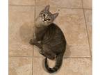 Adopt MONICA a Domestic Shorthair (short coat) cat in Calimesa, CA (36343820)
