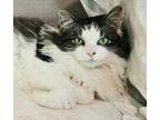 Adopt Jackie a Domestic Long Hair