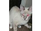 Adopt GHOST a Domestic Shorthair cat in Calimesa, CA (36251207)
