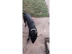 Adopt Brook a Black - with White German Shepherd Dog / American Pit Bull Terrier
