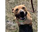 Adopt Sophie a Mixed Breed, Pit Bull Terrier
