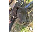 Adopt OPIE a Pit Bull Terrier dog in Calimesa, CA (36440222)