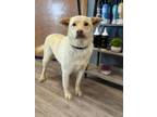 Adopt Audi a Labrador Retriever, Siberian Husky