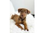 Adopt Friends Litter - Monica a Dachshund, Mixed Breed