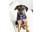 Adopt Tara a Shepherd, Hound