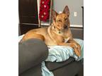 Adopt Mollie Cyrene Knows Commands a Carolina Dog, Mixed Breed