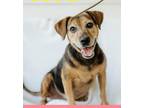 Adopt Susie a Beagle