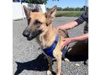 Adopt Scarlet a German Shepherd Dog